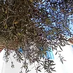 Evans 2 Bedroom House Mykonos
